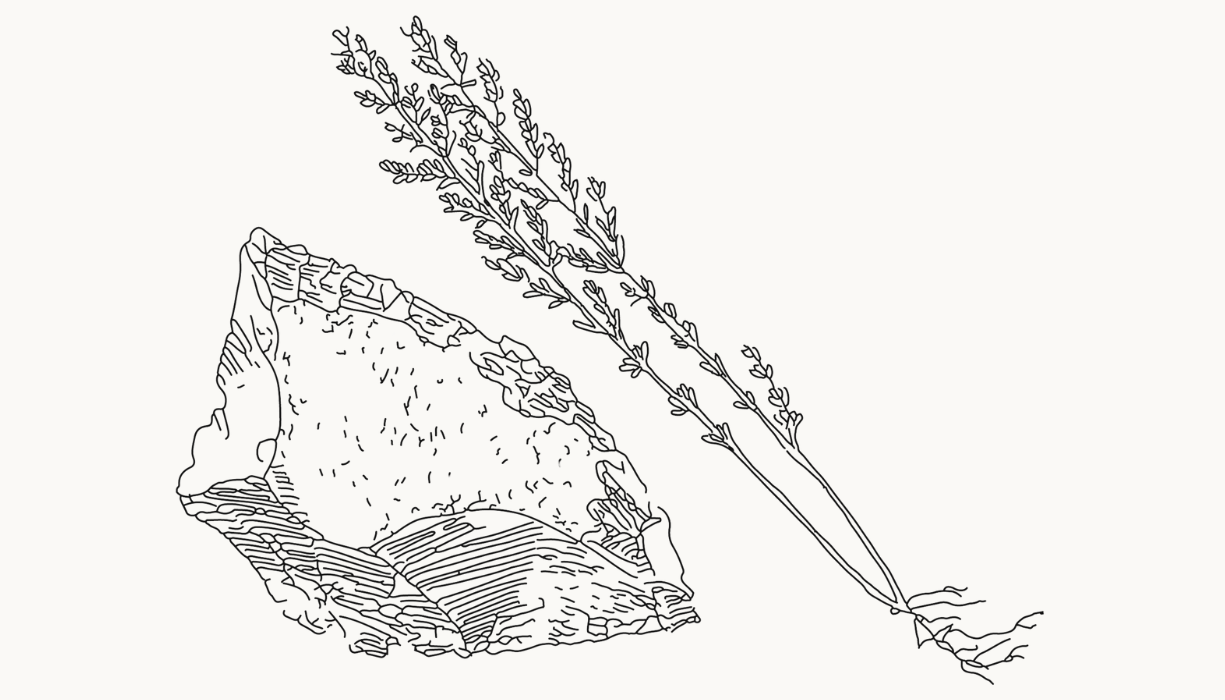 007 Sea Salt & Thyme