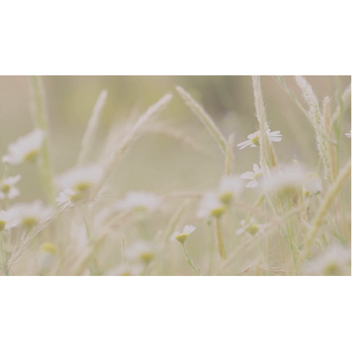 001 Cotton & Chamomile