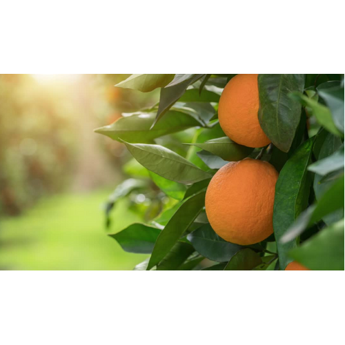 002 Paperwhite & Clementine