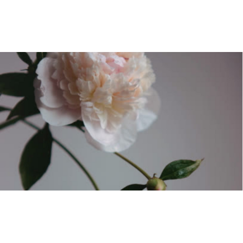 008 Peony & Peppercorn