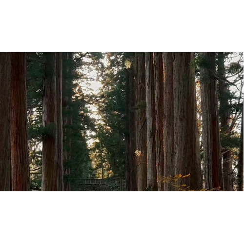 010 Cedarwood & Patchouli