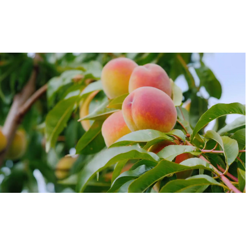 012 Peach & Elderflower