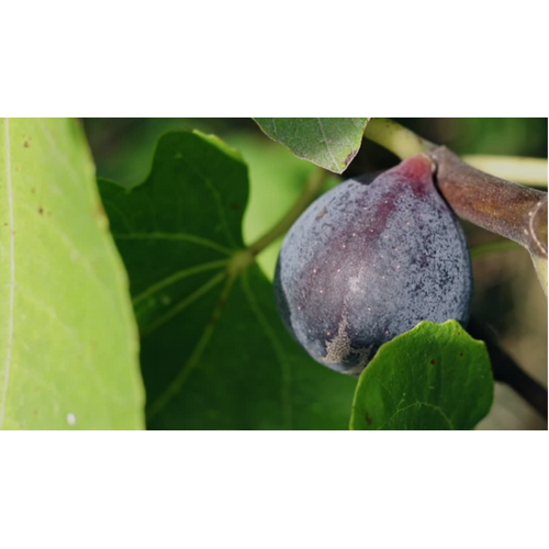 014 Fig & Olive Leaf